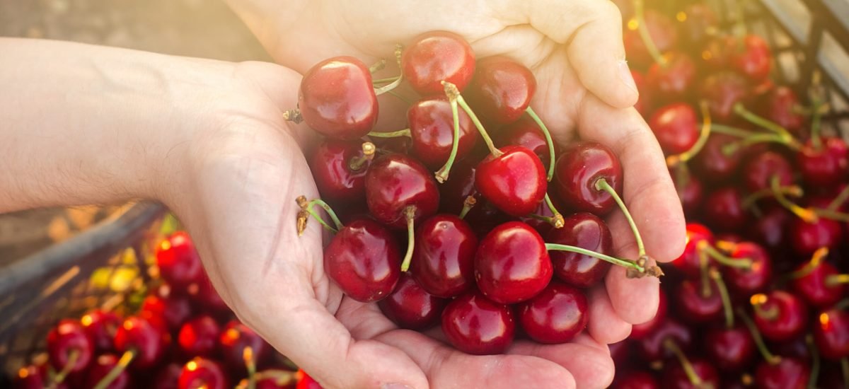 Farmer,Holds,Freshly,Picked,Red,Cherries,In,A,Box.,Fresh